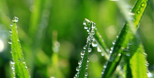 Fresh Green Grass With Dew Drops