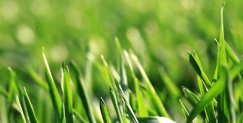 Herbe verte