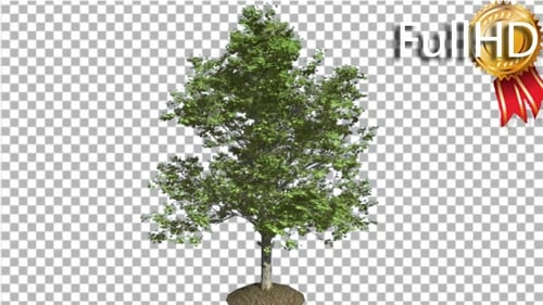 Red Maple Tree is Swaying at the Wind Green