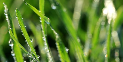 Frisches grünes Gras mit Tautropfen