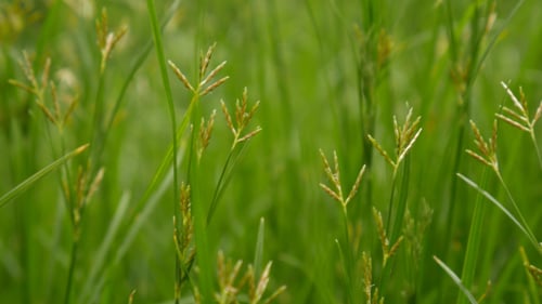 Green Grass Swaying in a Field of Nature