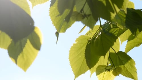 Green Leaves In The Wind With Sunshine