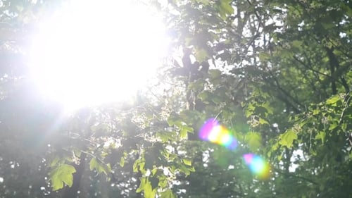 Sun Shining Through Branches, Leaves In Forest