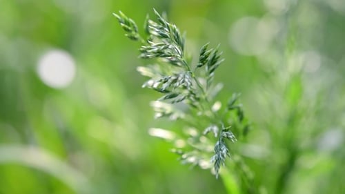 Weizengras auf verschwommenem grünem Hintergrund