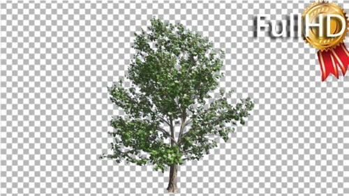 Der koreanische Stewartia-Baum schwankt im Wind