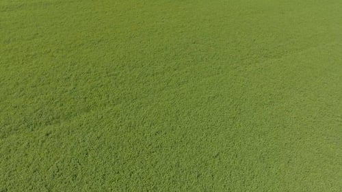 Aerial view.Flying Over The forest.Flying Over The Green Field.