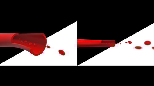 Blood Vessel Cross Section