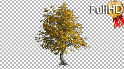 Der Katsura-Baumfall mit Wurzeln ist ein schwankender Wind
