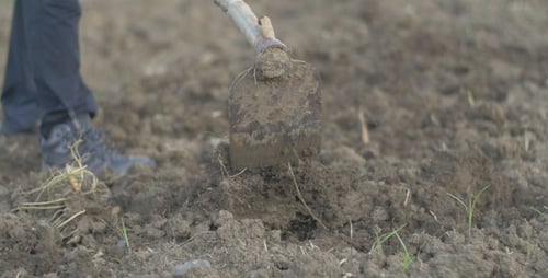 Farmer Tills Soil With Hoe In Field
