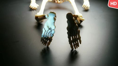 Human Skeleton 0235
