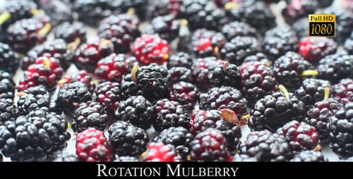 Rotación Mulberry 2