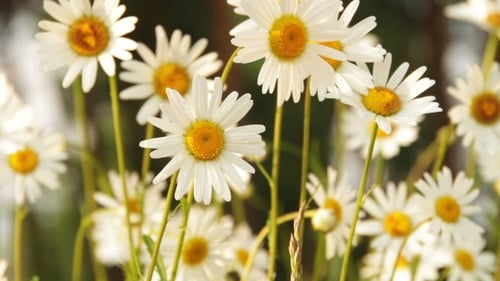 Delicate Daisies Swaying Gently in the Sunlight