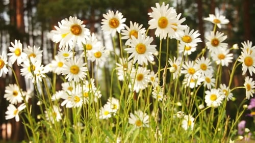 Daisies Blooming in a Sunny Meadow