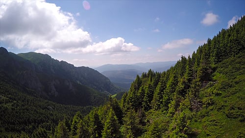 Forest in the Mountains