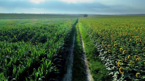 Champ de tournesol et de maïs