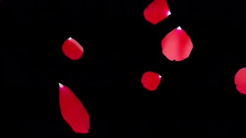 Falling Red Rose Petals Alpha Channel Overlay