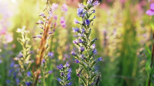 Flores de blueweed y fireweed a primera hora de la mañana