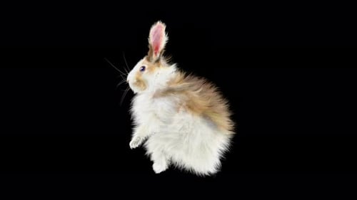 Fluffy Animated Bunny Dancing and Waving on Black Background