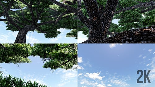 3D Fly Through Tree Canopy to Blue Sky Reveal