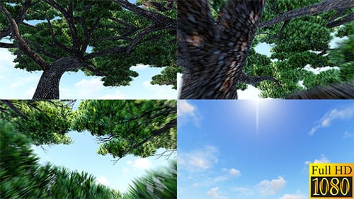 Upward Camera Movement Through Tree Branches to Sunny Blue Sky