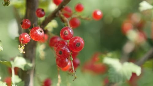 Fruit Ribes rubrum Pflanze natürliche flache DOF 4K 2160p 30fps UltraHD-Aufnahmen - Kleine rote Johannisbeere de