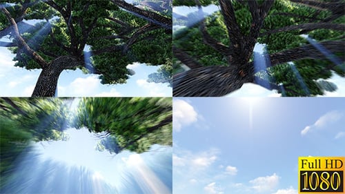 Dynamic Camera Fly Through Up Green Tree Branches