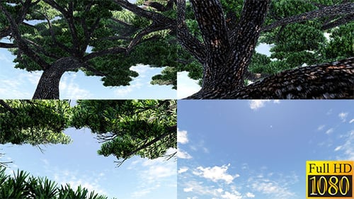 Looking Up Through a Pine Tree Canopy to Blue Sky