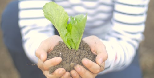 Plant In Hands