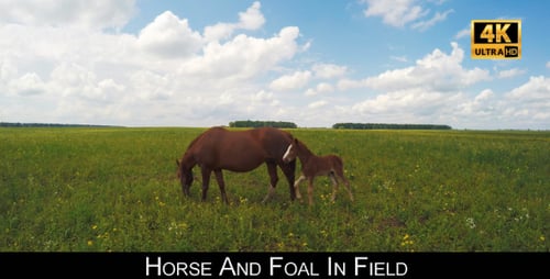 Horse And Foal In Field