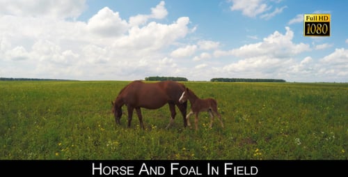Horse And Foal In Field