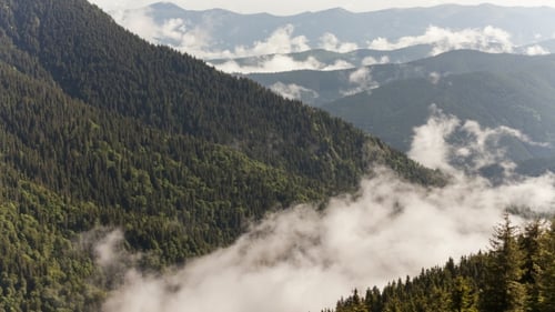 Mountain Forests Covering By Fog