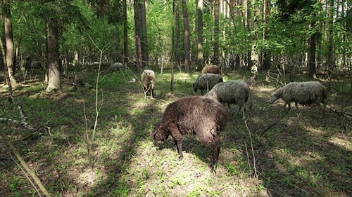 Sheep in the Forest