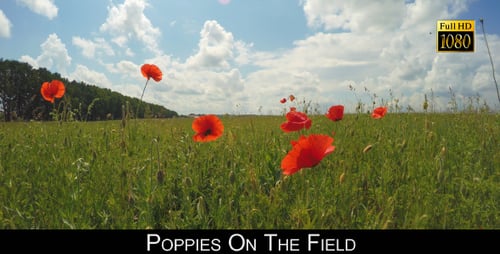 Poppies On The Field