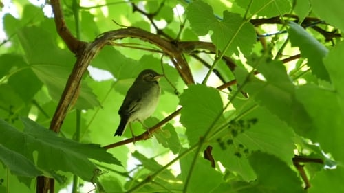 Young Bird Resting on Branch Amidst Green Leaves