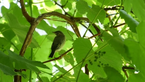 Lone Green Bird Perched on Branch in Greenery