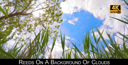 Reeds On A Background Of Clouds 2