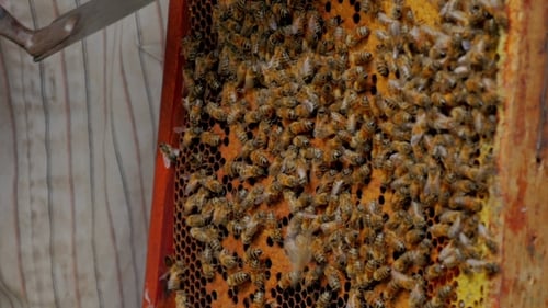 Beekeeper Cuts Zabrus