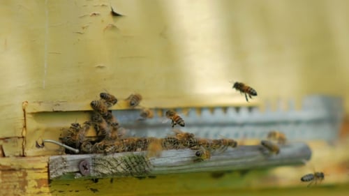 Honey Bees Buzzing Around the Wooden Beehive