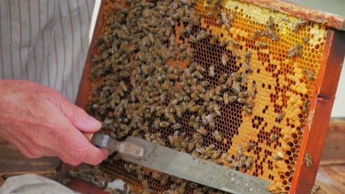 Beekeeper Checks Honeycomb with Swarming Bees