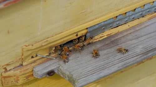 Bees At The Entrance To The Hive