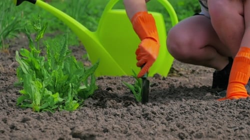 Girl Is Engaged In Planting Flowers On The Lawn.