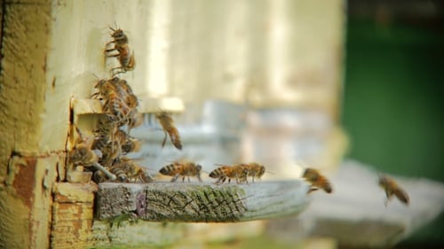 Bees Swarming Around a Wooden Beehive Entrance