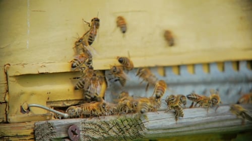 Bees Swarming Around a Yellow Beehive Entrance
