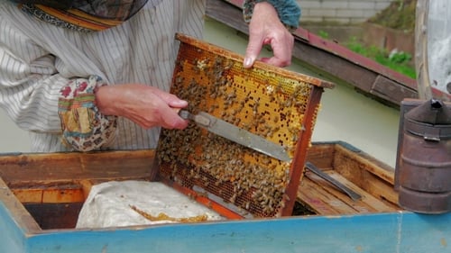 Beekeeper Remove Zabrus With Special Bee Knife