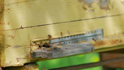 Bees Flying Around Weathered Wooden Beehive Entrance
