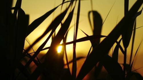 Sunlight Through Silhouetted Reeds at Sunset