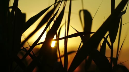 Silhouetted Grasses in Golden Sunrise Light