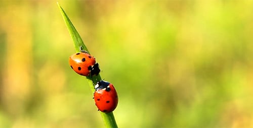 Ladybugs Crawling on a Blade of Grass