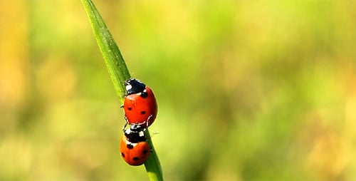 Two Ladybugs Mating on Blade of Grass