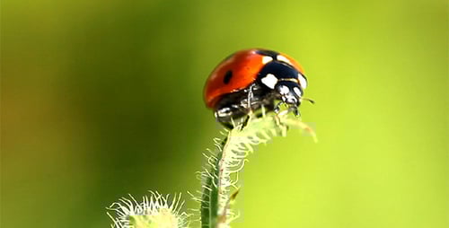 Ladybug Resting on a Green Plant in Sunlight